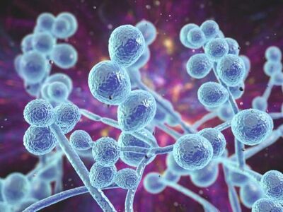  Candida Auris, il fungo killer che si diffonde con il riscaldamento globale 