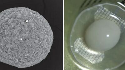  Davvero si possono realizzare mini-cervelli umani e usarli al posto del silicio? Come stanno le cose 