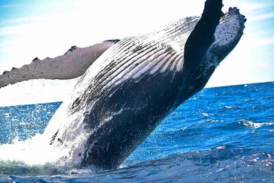 Un modello per calcolare la Massa delle balene 