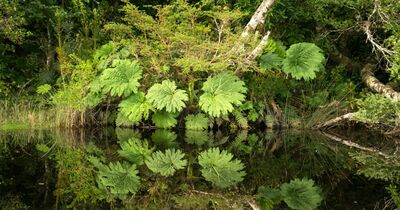  Questa pianta gigante è ideale nel laghetto in giardino: coltiva la Gunnera manicata 
