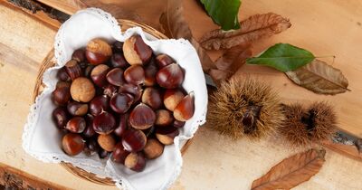  Tutte le Sagre delle Castagne 2025 in Italia, tra ottobre e novembre 