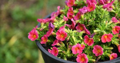  Cosa piantare a Maggio? 9 tipi di piante, fiori e alberi per l'estate 