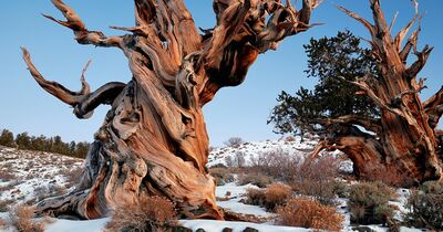 L'albero più antico del mondo ha 4.857 anni, ma (quasi) nessuno sa dove si trova 