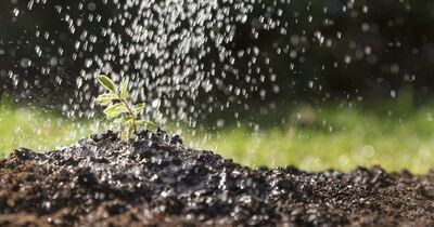  Quali sono i tipi di irrigazione e come scegliere quello più adatto in casa 