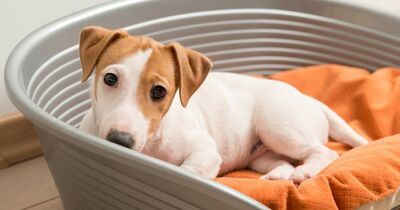 Come riscaldare la cuccia di un cane e non fargli sentire mai freddo 