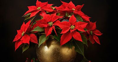  Come si cura La Stella Di Natale in casa 