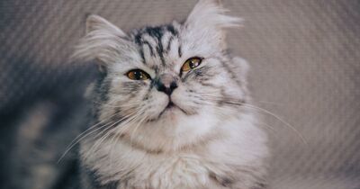  Cessione credito superbonus 110, le novità del Decreto sostegni ter 