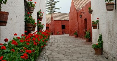  È vero che i gerani sono tossici? Attenzione a cani e gatti 