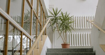  Conoscevi la differenza tra Yucca e Tronchetto della Felicità? Ecco Cosa Sapere 