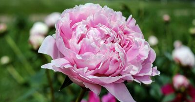  Sta arrivando La stagione delle peonie: ecco Come curarle 
