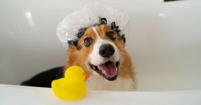  Dove lavare il cane In Casa? Tutte le possibilità per non stressarlo 