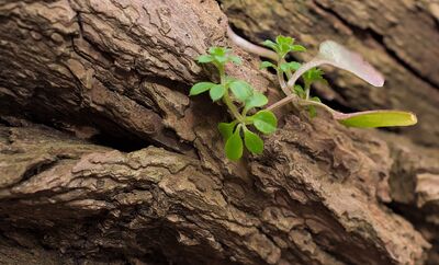  Riciclo creativo delle cortecce: 10 idee 