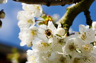  Allergie primaverili: cosa sono, Sintomi e cause 