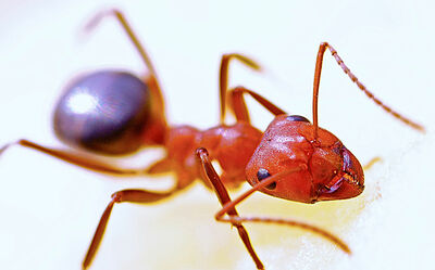  La formica di fuoco è arrivata in Italia: perchè è pericolosa 