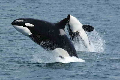 Orca assassina vs Squalo Bianco 
