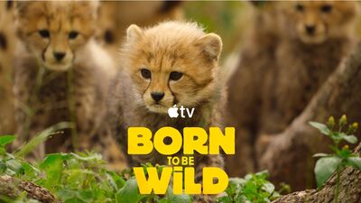  Born to be Wild: la nuova docuserie Apple TV+ che racconta il legame profondo tra animali in pericolo e chi lotta per salvarli 