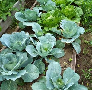  Novembre 2024: fasi lunari e semine nell'orto 