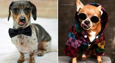  Ricca famiglia cerca Qualcuno che si occupi di due cani offrendo una cifra da sogno 