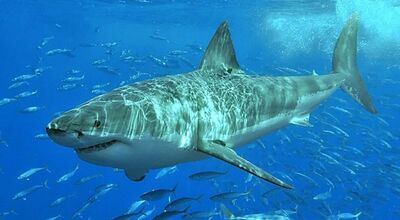  Il grande Squalo Bianco non si trova più all'apice della catena alimentare: un altro predatore lo sta scavalcando 