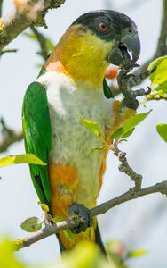  Caicco: non esiste un pappagallo più buffo di questo, ecco perché! 