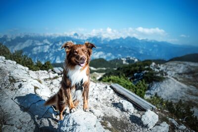 Trovato ferito a 2.400 metri e abbandonato: cosa è successo a bobo, il cane che ora viaggia per il mondo con il suo nuovo amico 