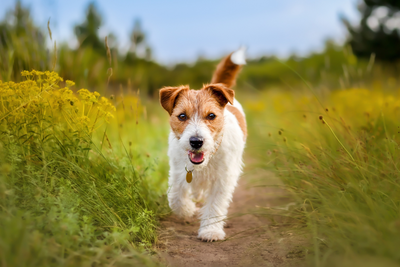  Quali sono le razze di cani che vivono più a lungo e si ammalano di meno? 
