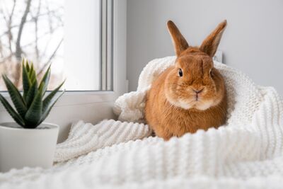  Coniglio libero in casa? Come fare il bunny-proofing di una stanza 