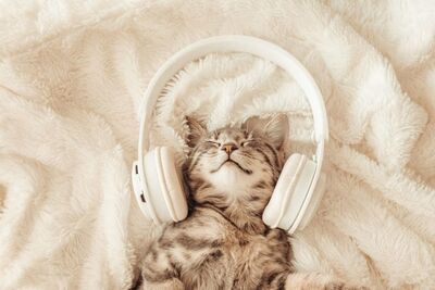  Che musica Piace ai gatti? 