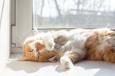  Il gatto va in calore in primavera? 