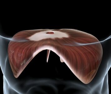  Diaframma: dove si trova e a cosa serve 