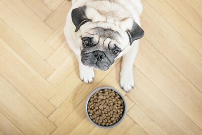  Migliori crocchette per cani di piccola taglia: Quali scegliere e perché? 