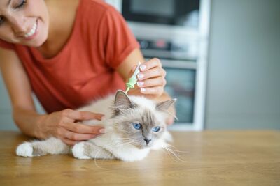  Quale antiparassitario serve al gatto in primavera? 
