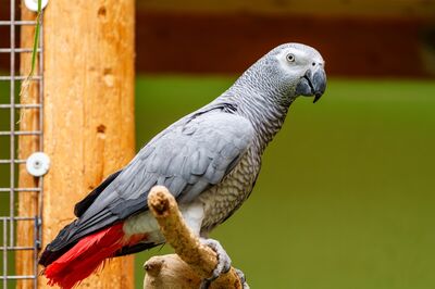  Cenerino: sai che questo pappagallo capisce subito di che umore sei? 