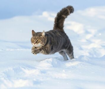  Ai gatti Piace la neve? 