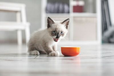  Cosa deve mangiare un gattino, Mese dopo Mese? 