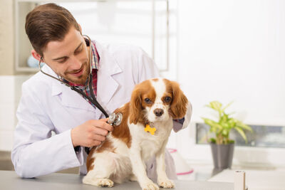  Il cane ha paura del veterinario? Il protocollo pratico in 5 step per visite senza stress 