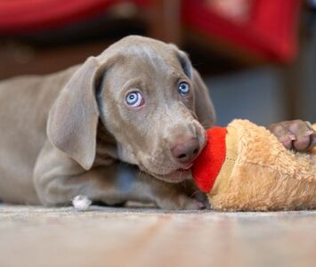  Weimaraner: consigli e prendersene cura 