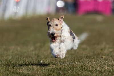  Fox Terrier a pelo ruvido: che carattere ha, quanto vive e quanto costa? 