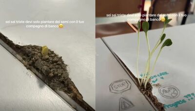  Piantano dei semi tra i banchi e cresce una piantina: il video virale da TikTok 