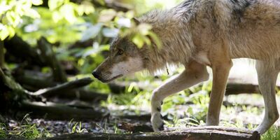  In Europa il lupo non è più una Specie «rigorosamente protetta» 