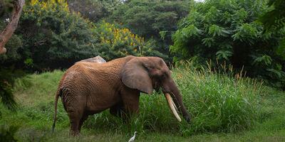  Nell'India orientale stanno cercando un elefante che ha ucciso più di 20 persone 