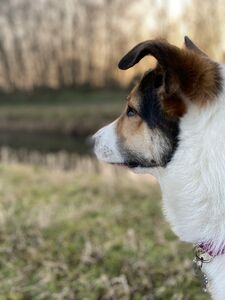  Viola la ribelle: adottare un cane in modo responsabile