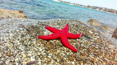  I souvenir che non dovete portare a casa dalle vacanze 