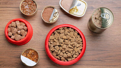  CIBO per ANIMALI INFETTO: lo trovi al supermercato ma È LETALE per i tuoi pelosi | Nessuno te lo dice: è pieno di batteri killer 