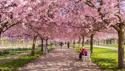  Non serve andare in Giappone: la magia dei ciliegi è in questa reggia italiana 