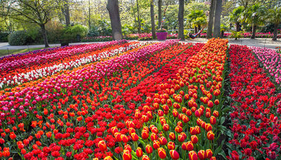  Non vedrai mai così tanti tulipani come in questo meraviglioso giardino 