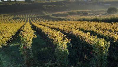  Il vino che racconta il territorio, un viaggio tra storia e sapori nei Castelli Romani 