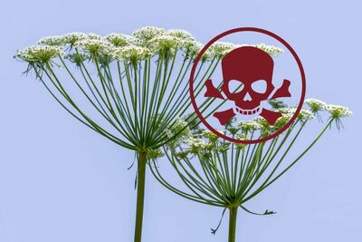  Allerta in Italia: 'Non toccate questa pianta, è tanto bella quanto velenosa' 