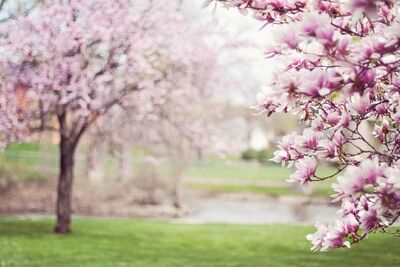  Arriva il 'mal Di Primavera' : tutti i sintomi e i rimedi per vivere al meglio la nuova stagione 