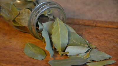  Alloro non solo in Cucina: gli Usi originali per la tua casa 